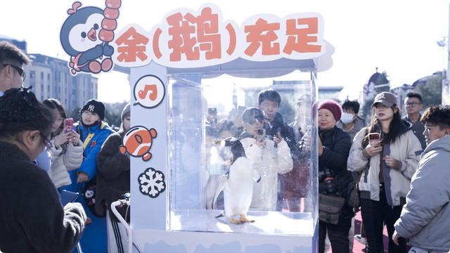 全城偶遇！哈尔滨被“淘学企鹅”小分队占领啦！