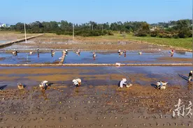 冬种好时节，阳西农事忙图片