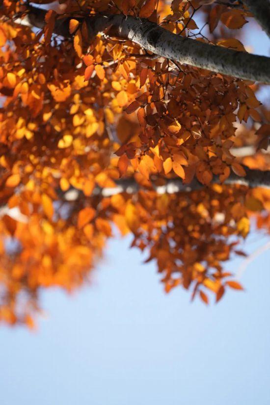 这场秋日浪漫别错过 申城落叶道体验进入倒计时