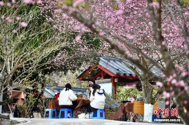 福州千年古刹梅香满枝