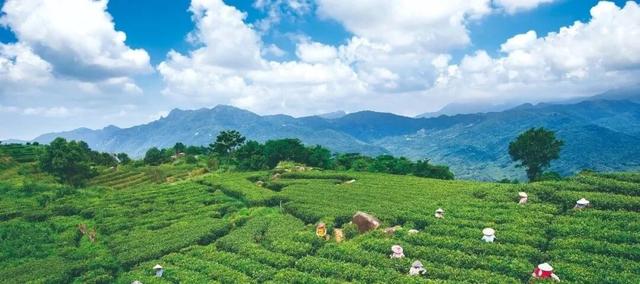 多位外籍网红博主“打卡”阳江