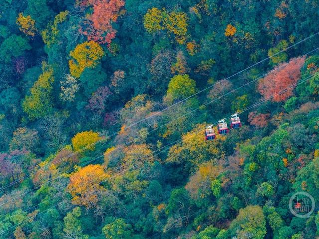 冬染金佛山 彩林美如画