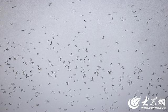 四季予你｜烟台：雪舞海畔，海鸥争涛