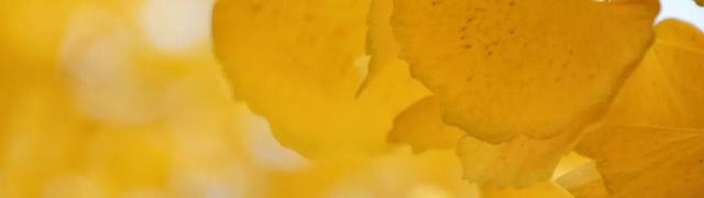 成安银杏正黄，邀卿与我共赴，不负今秋！错过再等一年！