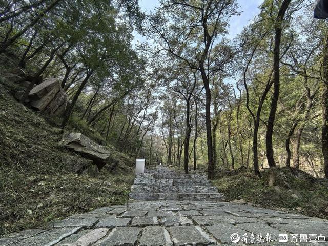探秘泰山东御道：古道浸秋韵，溪流伴密林，保洁员日行近20公里护清幽