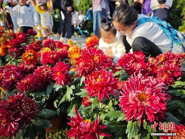 江西南昌天香园万菊绽放 民众醉游菊香花海
