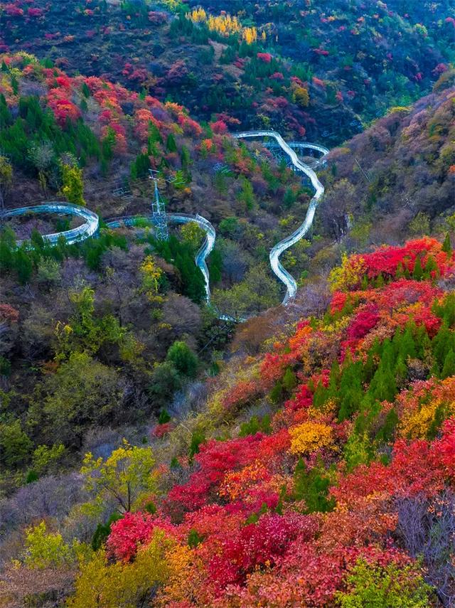 淄博红叶进入全盛期 漫山遍野醉人红
