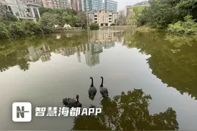 福州屏山公园里的一只黑天鹅单飞了！图片