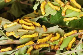 蚕宝宝进庭院！鲁山县对秋蚕进行养殖科学实验图片
