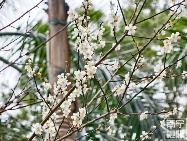 今日腊八｜花粥同赏，岁寒生香！腊八节快来南宁共赴一场早梅之约，就在市区→