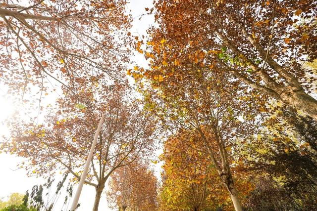 漫步街头巷尾，寻找冀南新区独有的初冬韵味