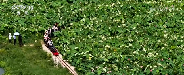 “凉爽+产业”拉动消费“花”样翻新，“荷”你相遇让老产业焕发新活力