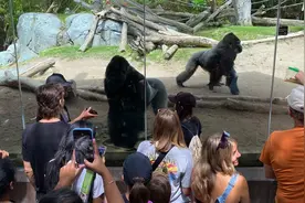 大猩猩也沉迷看手机，还会要求游客切换视频！动物园急了图片