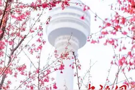 共赴樱花之约 武汉公布221处赏樱点图片