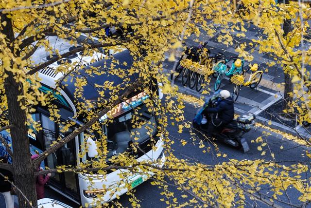 局门路百米银杏长廊热度飙升，找到这个隐藏打卡机位分分钟拍出金秋绝美大片