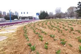 25万株郁金香破土而出！春游又添赏花处图片