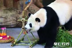 收生日祝福吃生日蛋糕，大熊猫大美青青7岁啦图片