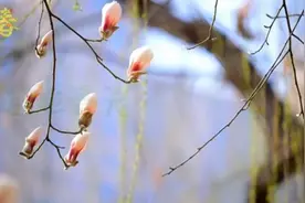 石家庄市柏林公园：春花开了，赏花地图已更新图片