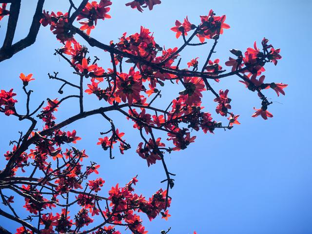 木棉花开 又到一年禄劝乌蒙赏花季