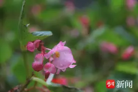 花花“视”界|开在秋天的“海棠花”——秋海棠纷纷绽放图片