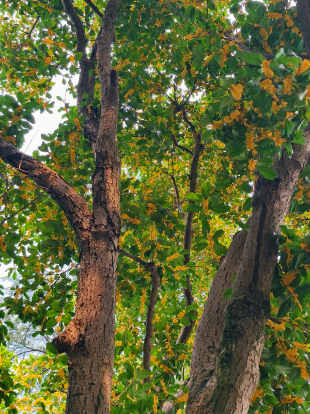 红叶似火、桂花飘香、5000余盆菊花美不胜收！免费打卡→