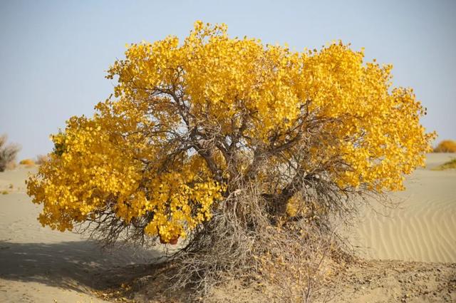 冬日喀什，一半诗意一半烟火！