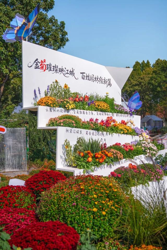 2025武汉菊展17大展区地点官宣！超全赏花攻略+亮点抢先看→
