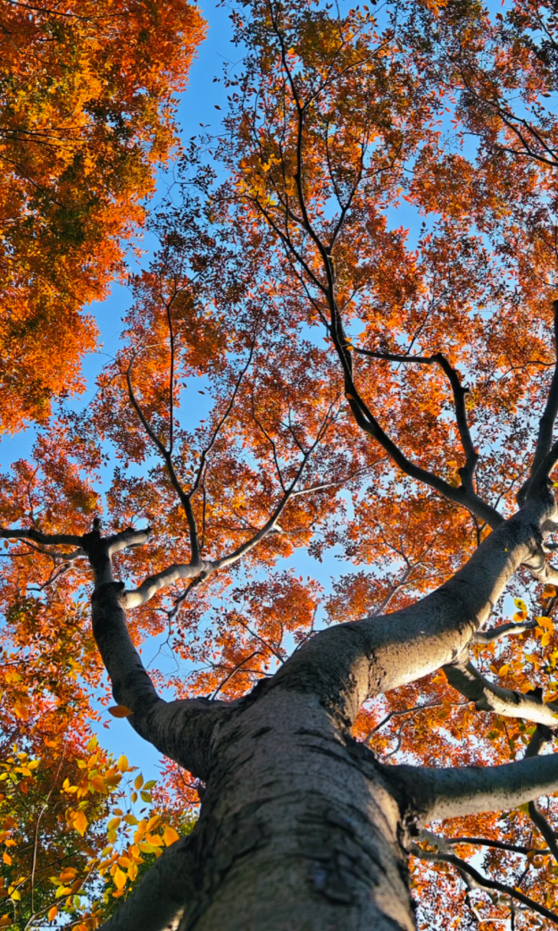 枫叶、梧桐、银杏、乌桕……上海市中心这个免费公园换上了五彩斑斓的秋装→