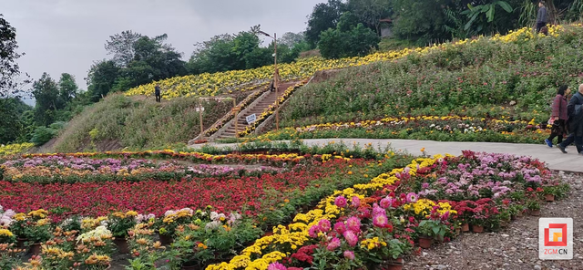 打造多彩秋日游园胜地 自贡燊海原金秋菊卉活动启幕