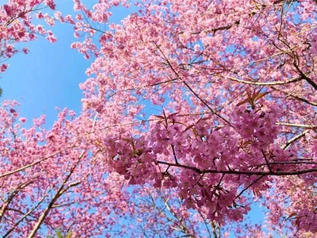 冬暖花开游云南 | 冬游红河，“马”上赏花！