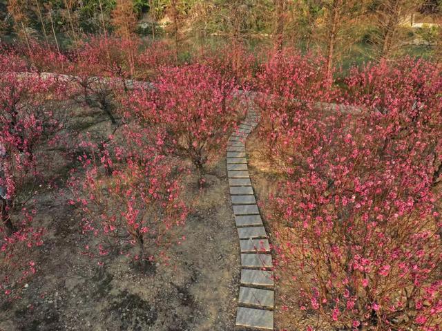 开了!开了!七星岩桃花开了!