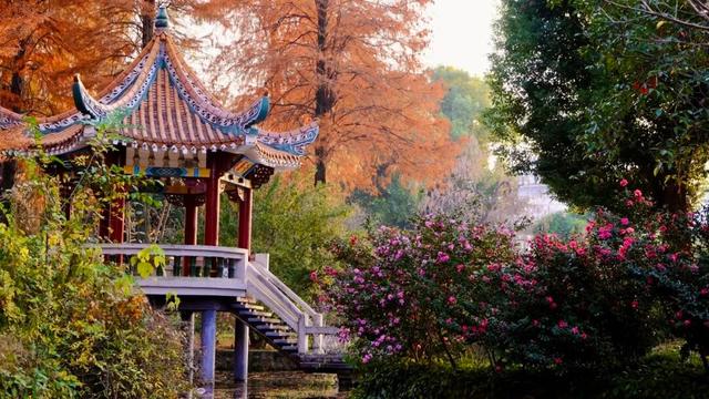 闭眼出片！武汉植物园茶梅进入最佳观赏期 这份浪漫攻略请收好