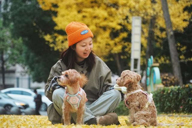 一树金黄一城诗：七星关银杏点亮初冬的温柔