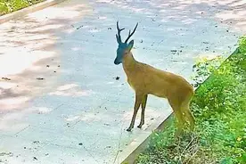 快来围观！九眼楼长城，傻狍子出没~图片