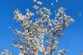 夜读｜《寒食》图片