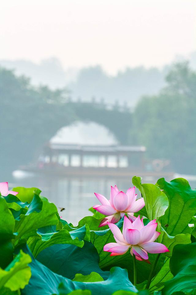 亲“荷”力满分！浙江“荷花经济”绽放暑期新亮点