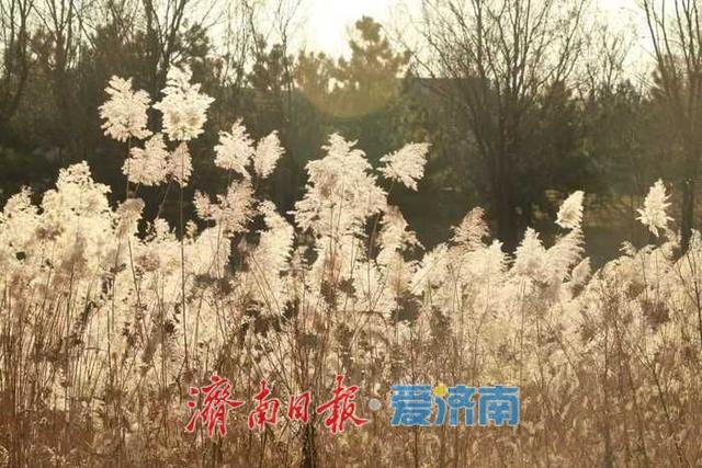 风过苇梢，湖映冬阳 济西湿地的冬日限定美好