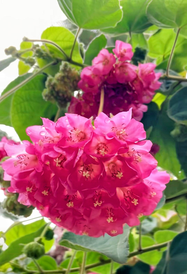 周末去打卡！南宁四大花海上线，20℃暖冬赏花攻略一键收藏！