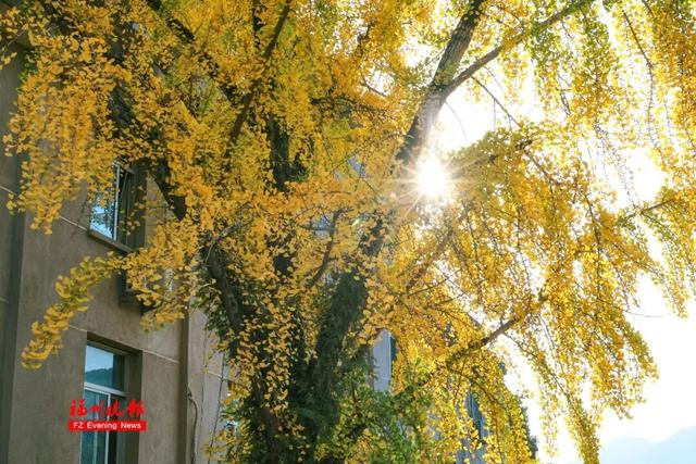 黄了！红了！福州大面积上新！颜值高峰！