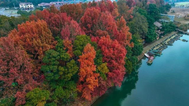 登高望远在龙虎，重阳遇见好秋光！