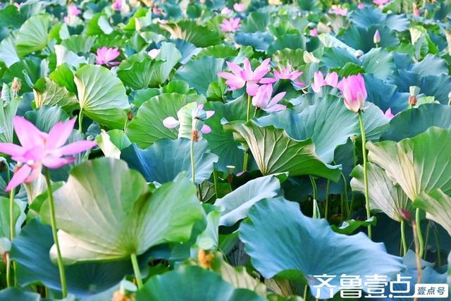 壹点号·秀山东｜黄河公园夏韵悠悠荷满塘