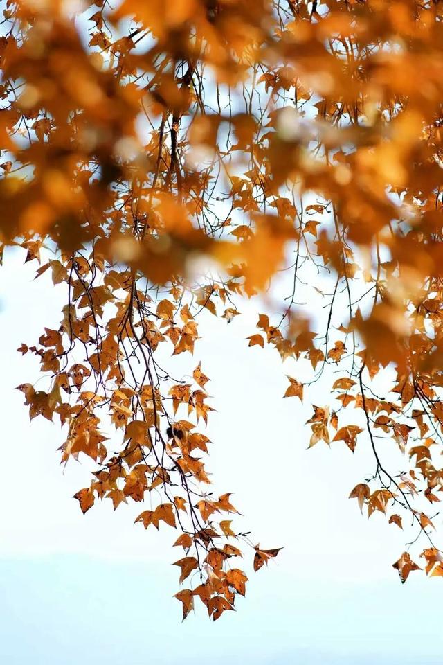 福安枫叶“封神”！宝藏打卡地又＋1