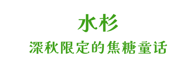 太出片了，南湖的colourful秋天！