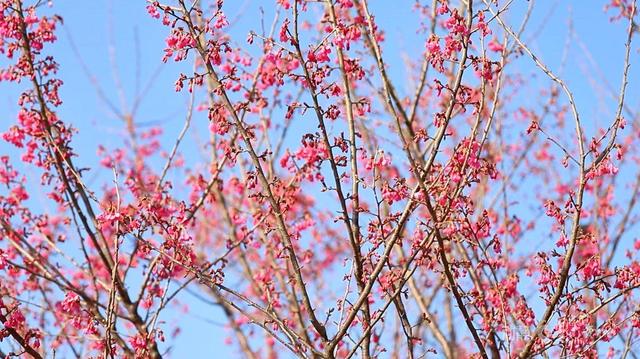贵州冬韵：梅香入骨，花海先春
