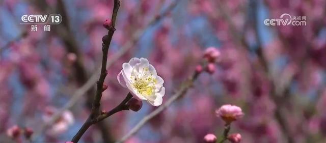春日美景醉游人 与“花花世界”来一场浪漫邂逅