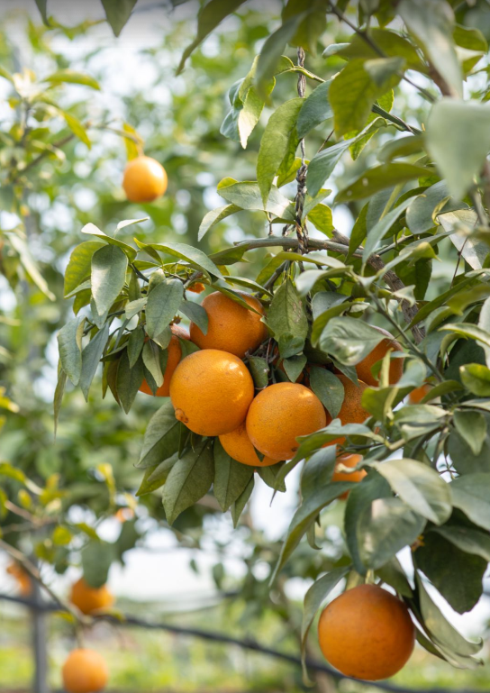 溧水赏秋指南，这周末就出发！
