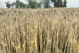 成都环城生态区油菜小麦熟了为什么不见人收割？管理方：4月底开始陆续收割图片