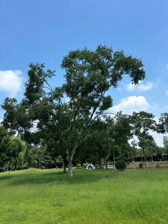 新津人速藏！冬日公园晒太阳的神仙去处