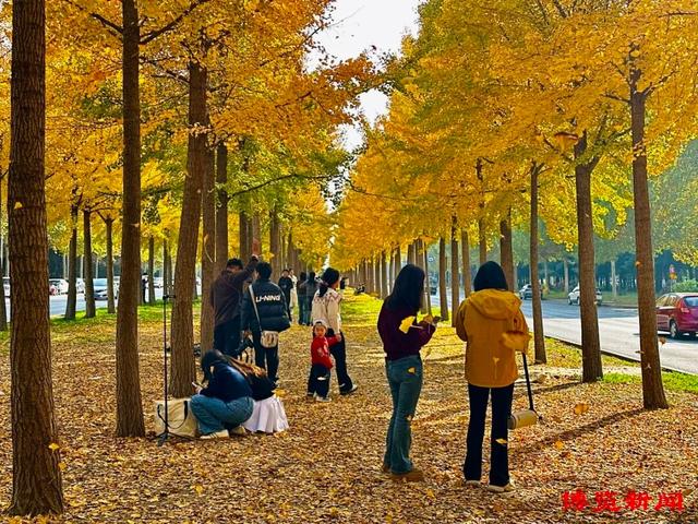 满目金黄！淄博银杏长廊美出圈