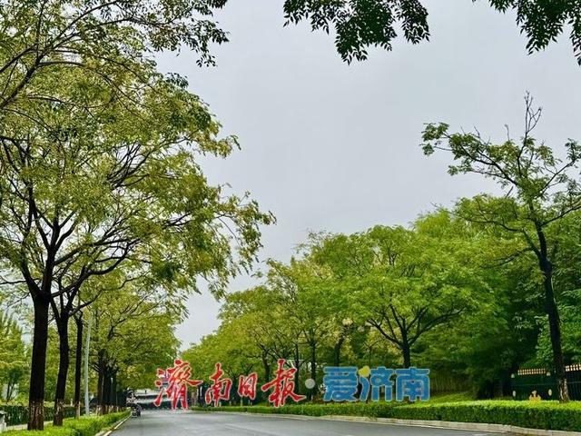 一年四季 泉在济南丨秋雨润奥体 银杏苦楝绘秋景